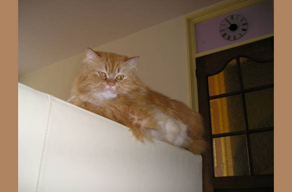 Hotze, de kat van de zoon van Bert & Tina...