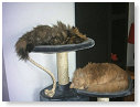 Missy & Poemba, de 2 katten van mijn oud collega Jolande...