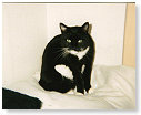 Smokey., De pitbull- kat van Ferry...